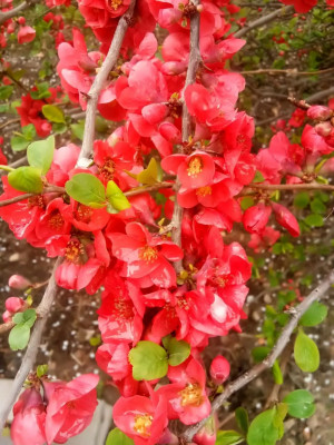 春雨洗过的成功校园，最是那一抹微笑动人心！